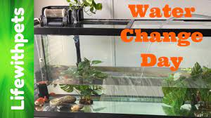 Use a large bowl for this holding tank so that your fish have plenty of room to swim. Large Goldfish Water Change Youtube