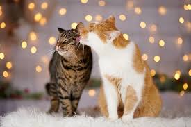 I Photograph My Eyeless Cat Who Sees With His Heart (25 Pics)