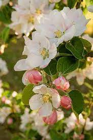 Pin On Anna June Mcneely S Flower Garden