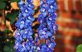The Secret Behind Growing Larkspur Flowers Larkspur Flower Delphinium Flower Delphinium