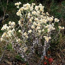 Image result for Rotheca bukobensis