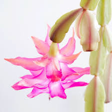 I sucessfully get my christmas catcus to bloom every year, but it never blooms at the same time. Christmas Cactus Thanksgiving Cactus Schlumbergera Distinction And Care My Tasteful Space