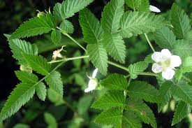 Image result for Rubus rosifolius