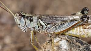 Maybe you would like to learn more about one of these? Hungry Grasshoppers Spurred By Us Drought Threaten Rangeland