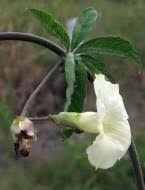 Image result for Merremia verecunda