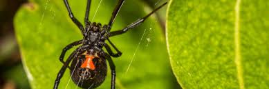 The black widow is responsible for more than 2,500 visits to poison control centers every year in the u.s. Dangerous Spiders In Florida Florida Hikes
