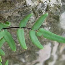 Image result for Pellaea angulosa