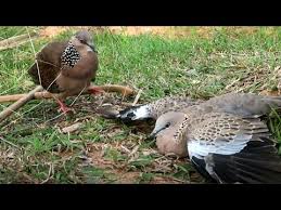 Tekukur deruk pikat, burung tekukur, deruk kelantan. Ciri Tekukur Klantan Cara Membuat Burung Derkuku Kelantan Rajin Bunyi Info Guyub Rukun Derkuku Puter Pelung Masteran Burung Tekukur Derkuku Kelantan Super