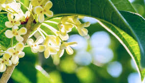 白い花が咲く木45選を季節ごとに紹介 木の名前がわかります Lovegreen ラブグリーン