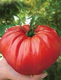 Va prezentam mai jos semintele de rosii traditional romanesti pe care am reusit sa le identificam si sa le cultivam natural, si care au avut un rod bogat si un gust. Rasaduri Romanesti Din Seminte Profesionale Romanesti