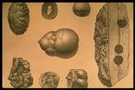 Manganese nodules an additional potential source of manganese is the ferromanganese nodules and crusts that occur on the seafloor in many parts of the world's oceans. The Polymetallic Nodules Marine Geoscience
