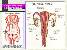 Sistem pembiakan perempuan mengandungi dua bahagian utama: Ppt Sistem Reproduktif Wanita Powerpoint Presentation Free Download Id 1425065
