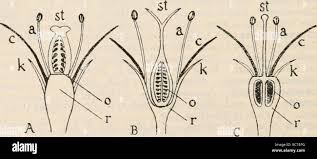 Image result for Rawsonia