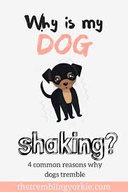 My Yorkie Is Trembling And I Don T Know What To Do Here Is Why Dogs Shake Why Your Yorkie Is Trembling And How You Can Yorkie Puppy Care Dog Shaking