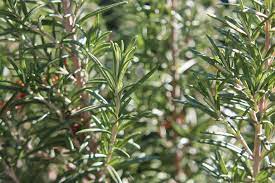 Rosemary Rosemary Plant Plants Growing Rosemary