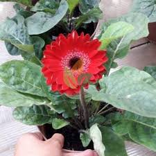 Masuknya garbera ke wilayah nusantara, para ahli tanaman mengatakan sekitar abad ke sembilan belaslah saat wilayah nusantara menjadi kawasan perdagangan yang cukup maju. Jual Bibit Bunga Gerbera Cantik Agro Bibit Id