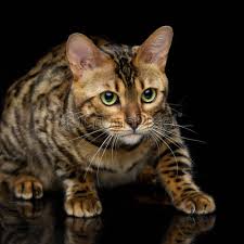 Explore all the options from f1 & f2's to clouded leopard bengal cats. Black Cat Stock Photos Vectors And Video Footage Crushpixel