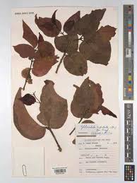 Image result for Globimetula kivuensis