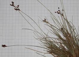 Image result for Bulbostylis oritrephes