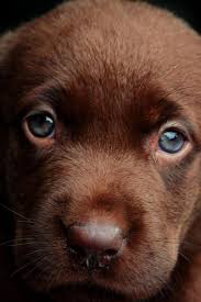 Northern michigan (nmi) northern wi (nwi) port huron, mi (phn) richmond, in (rin). 370 Best Lab Puppies And Lab Dogs Ideas In 2021 Lab Puppies Puppies Dogs