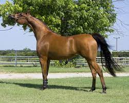 Arabian Horse Price How Much Does It Cost