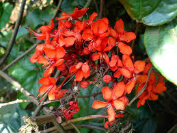 Image result for Clerodendrum abilioi