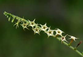 Image result for Heliotropium zeylanicum