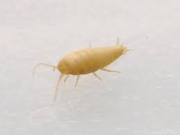 Springtails are very small insects that jump around when disturbed, much like fleas. Thysanura 6legs2many