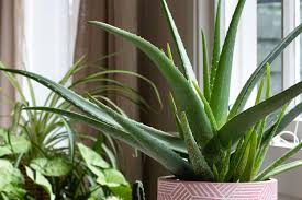 Image result for Aloe