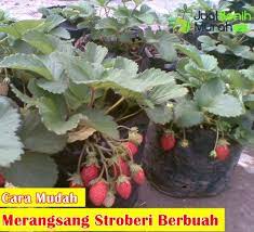 Cukup dengan menyiapkan pot atau polybag, anda sudah bisa budidaya buah strawberry sendiri. 5 Cara Mudah Merangsang Stroberi Berbuah Lebat Jualbenihmurah Com