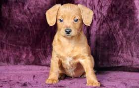 Maybe you would like to learn more about one of these? Dachshund Mix Puppies For Sale Puppy Adoption Keystone Puppies