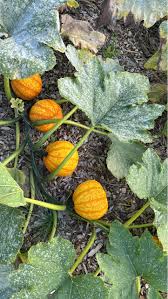 Image result for Eureiandra sp. A