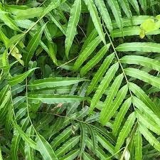 Image result for Stenochlaena