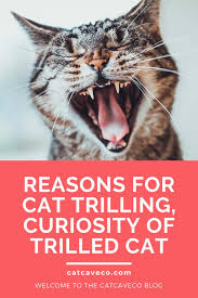 All you have to do is listen intently and you'll eventually learn what all that meowing is about! Why Do Cats Trill In 2020 Cats Cat Behavior Baby Cats