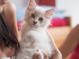 La vida secreta de los gatos: cuatro hechos inesperados que te harán verlos  de otra forma