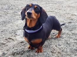 According to the petfinder website in 2011, breeders will sell dapple dachshund puppies for anywhere from $200 to $1,000. Original Breed Dachshund Puppy Price In Kerala