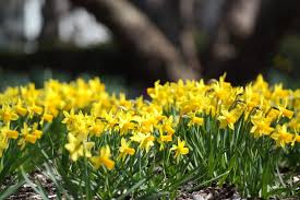 Photos: Signs of spring in Fort Wayne