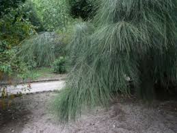 Image result for Casuarina verticillata