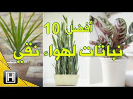 افضل عشرة نباتات الظل للحصول على هواء نظيف والتخلص من سموم المنزل Youtube Plants Growing Plants Growing