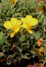 Image result for Barleria randii