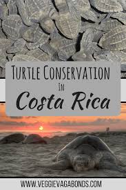 Protecting A Phenomenon Olive Ridley Sea Turtle Conservation In Costa Rica In 2020 North America Travel Destinations South America Travel America Travel