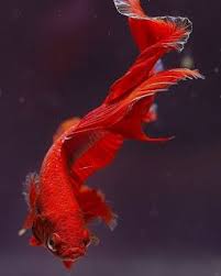Wallpaper Ikan Cupang Ikan Cupang Hias Koi Plakat Fancy Giant Halfmoon Rosetail Ikan Cupang Ikan Hiasan