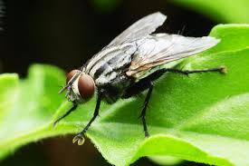 Preventing flies is mostly a matter of denying them the food and moisture necessary for reproduction. How To Get Rid Of Black Flies On Cannabis Plants Humboldt Seeds
