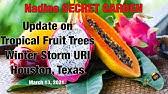 7625 alabonson road, houston, tx 77088. Urban Harvest Gears Up For Largest Single Day Fruit Tree Sale Houston Life Kprc 2 Youtube