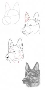 Dogsarethebest Awwfeed Inspiredbypets Floppyears Dogsandpals Icanteven Dogmom Pupsofinstagra Dog Drawing Tutorial Animal Drawings Animal Drawings Sketches