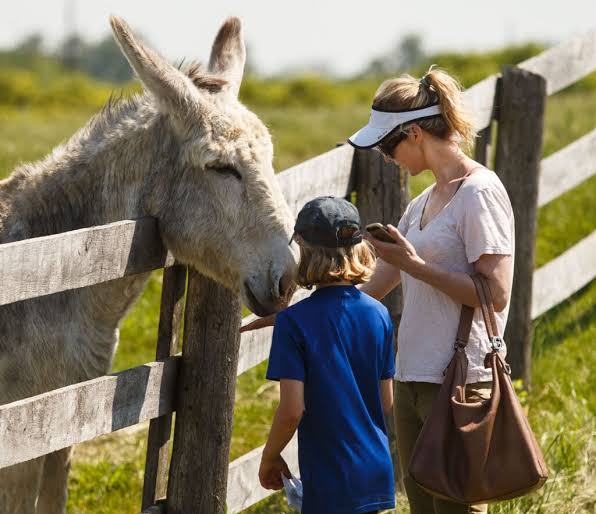 What is a Sanctuary? - The Donkey Sanctuary of Canada