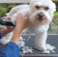 Our expedited grooming service has a 99% competition. Dog Grooming In West Jordan Ut Abraxas Pet Resort