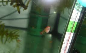 Ideal Temp For Betta Fish Vang Bettas