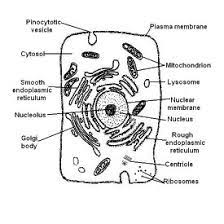 A typical animal cell comprises the following cell organelles: Draw The Structure Of Eukaryoti Cell Animal Cell