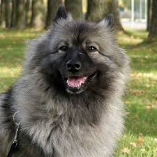 Maybe you would like to learn more about one of these? Large Black Long Hair Dog Shefalitayal